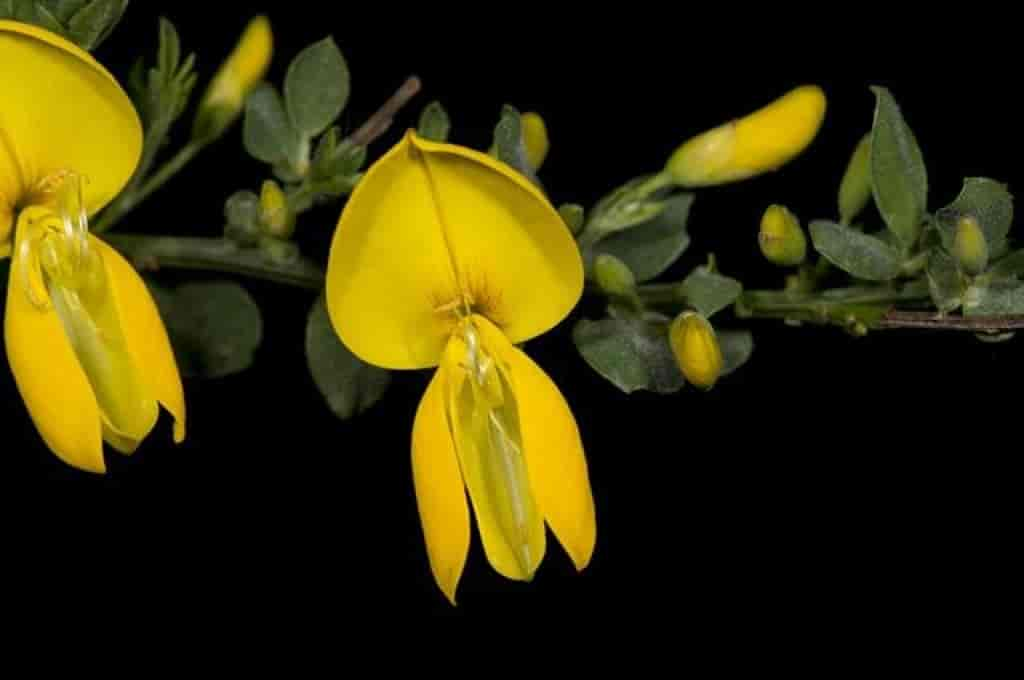 Cytisus scoparius