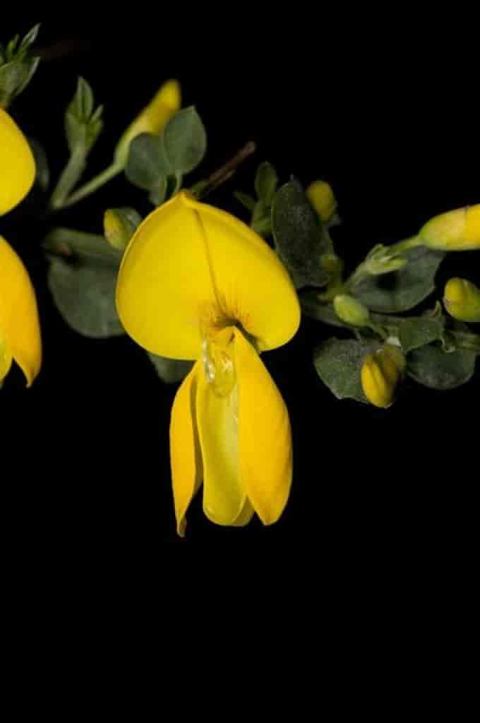 Cytisus scoparius