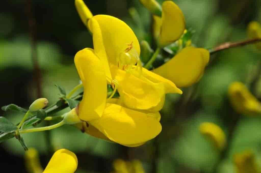 Cytisus scoparius