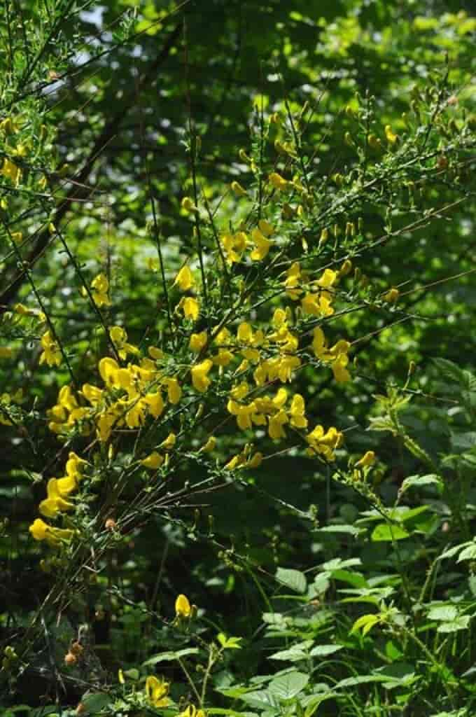 Cytisus scoparius