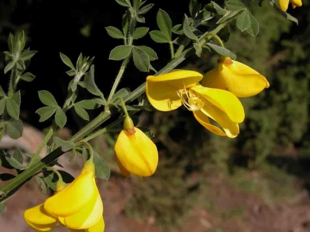 Cytisus scoparius