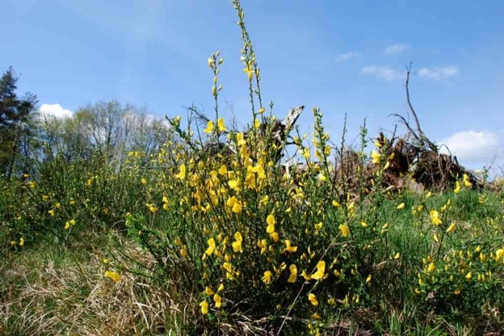 Cytisus scoparius ssp. scoparius