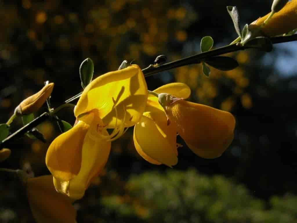 Cytisus scoparius ssp. scoparius