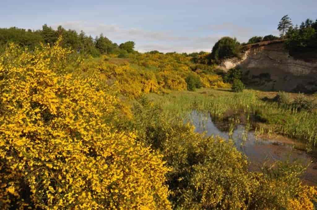 Cytisus scoparius