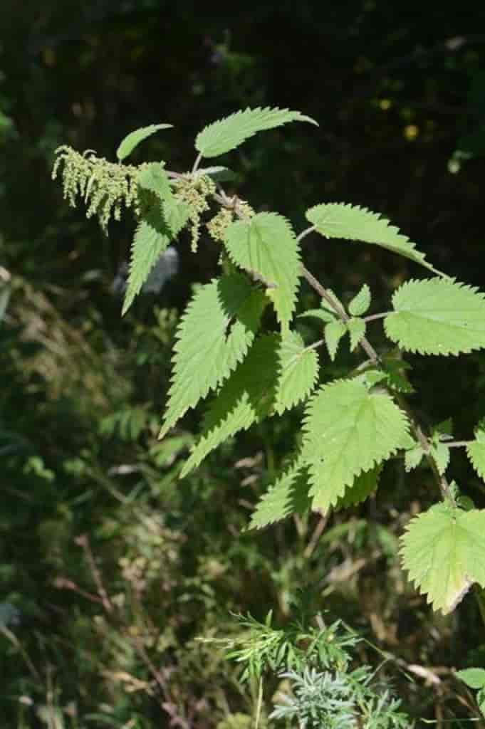 Urtica dioica