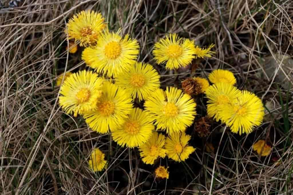 Tussilago farfara