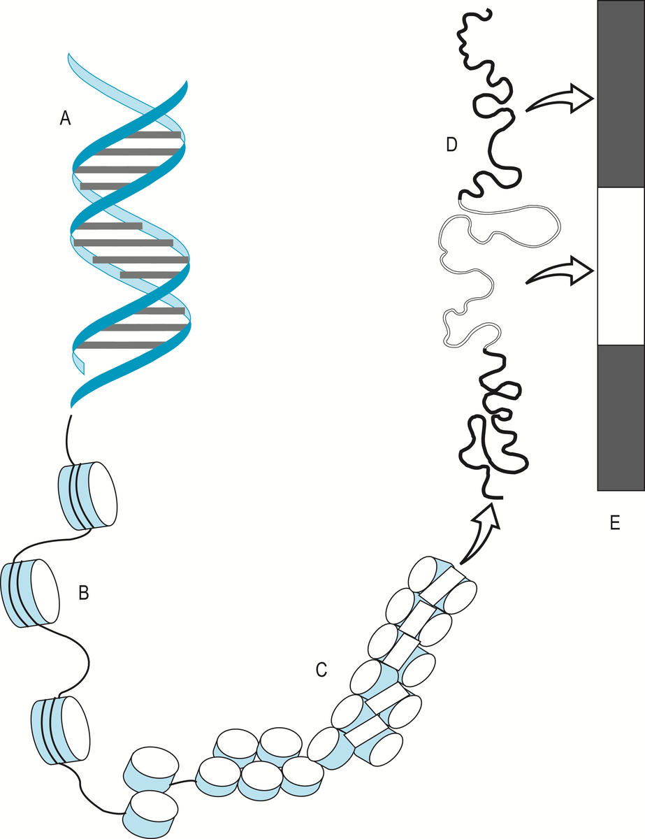 Pakking av DNA-tråden.