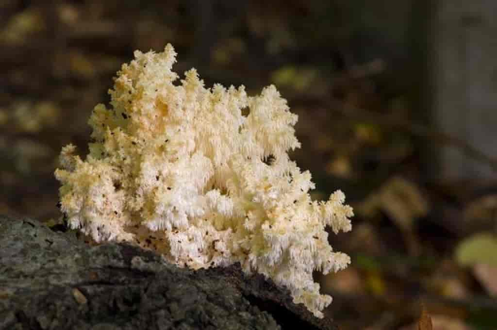 Hericium coralloides