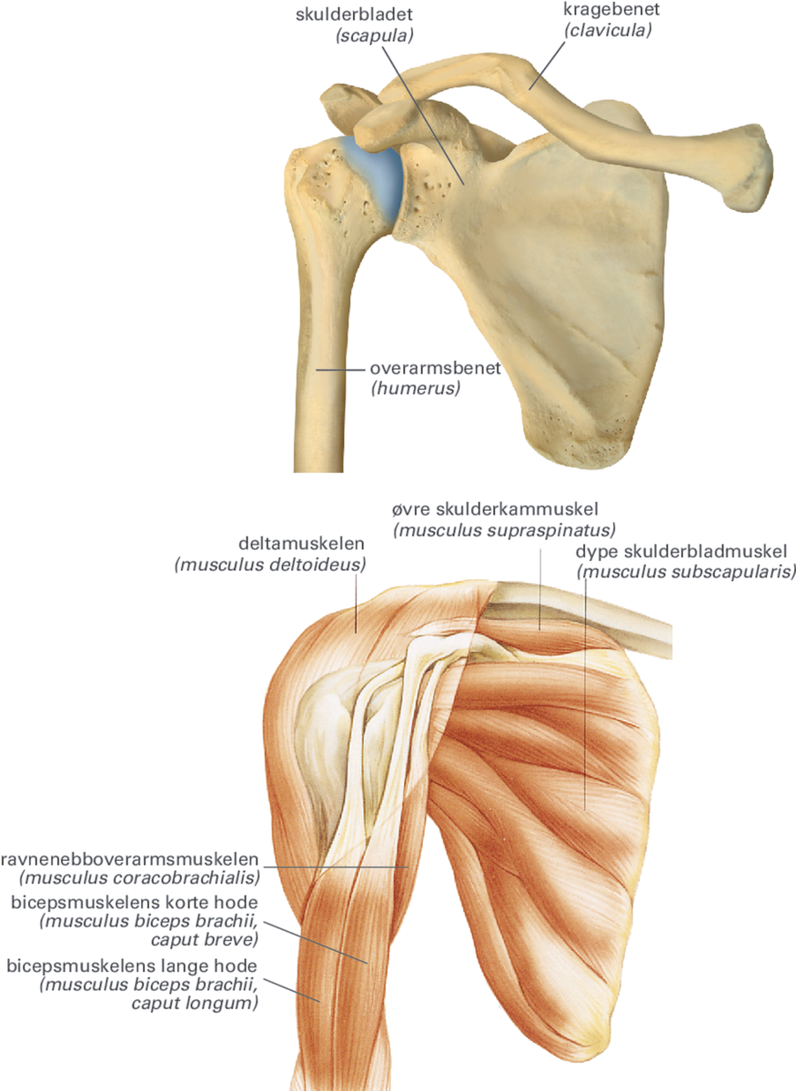 Skulder.