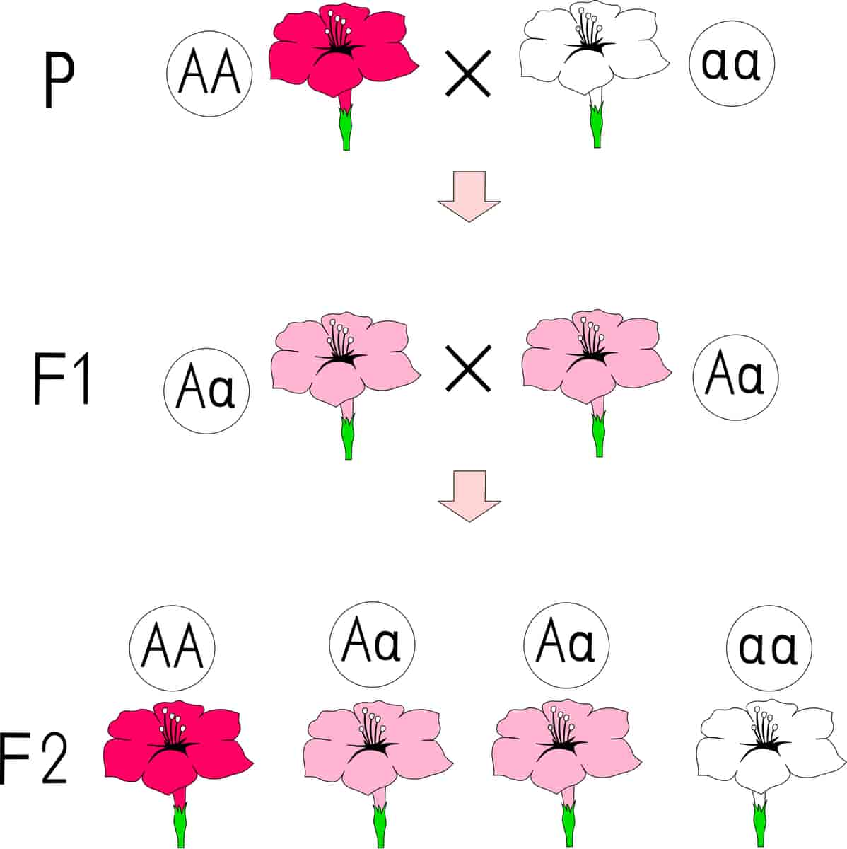 Arvemønster