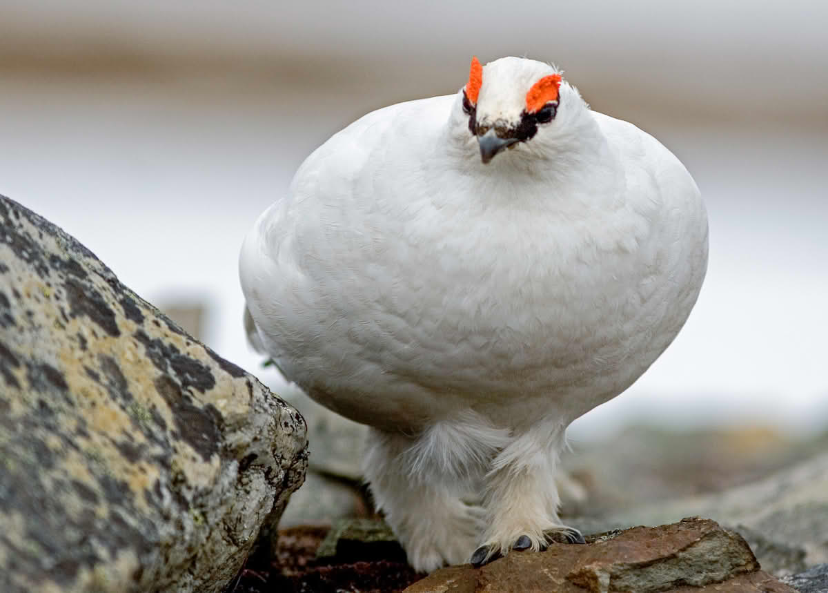 Svalbardrype