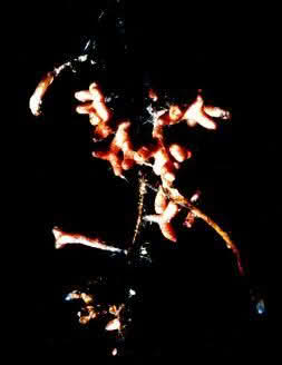 Ektomykorrhiza