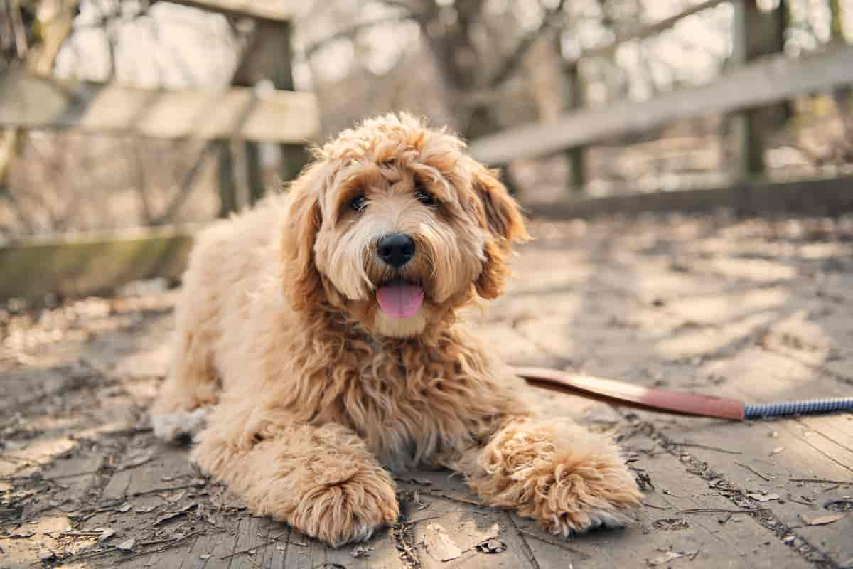 Labradoodle