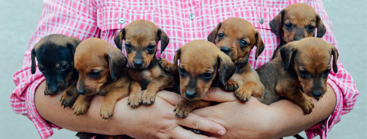 Valpekull av dachshund