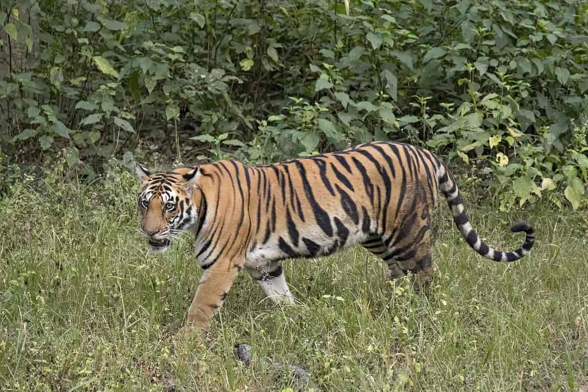 bengaltiger