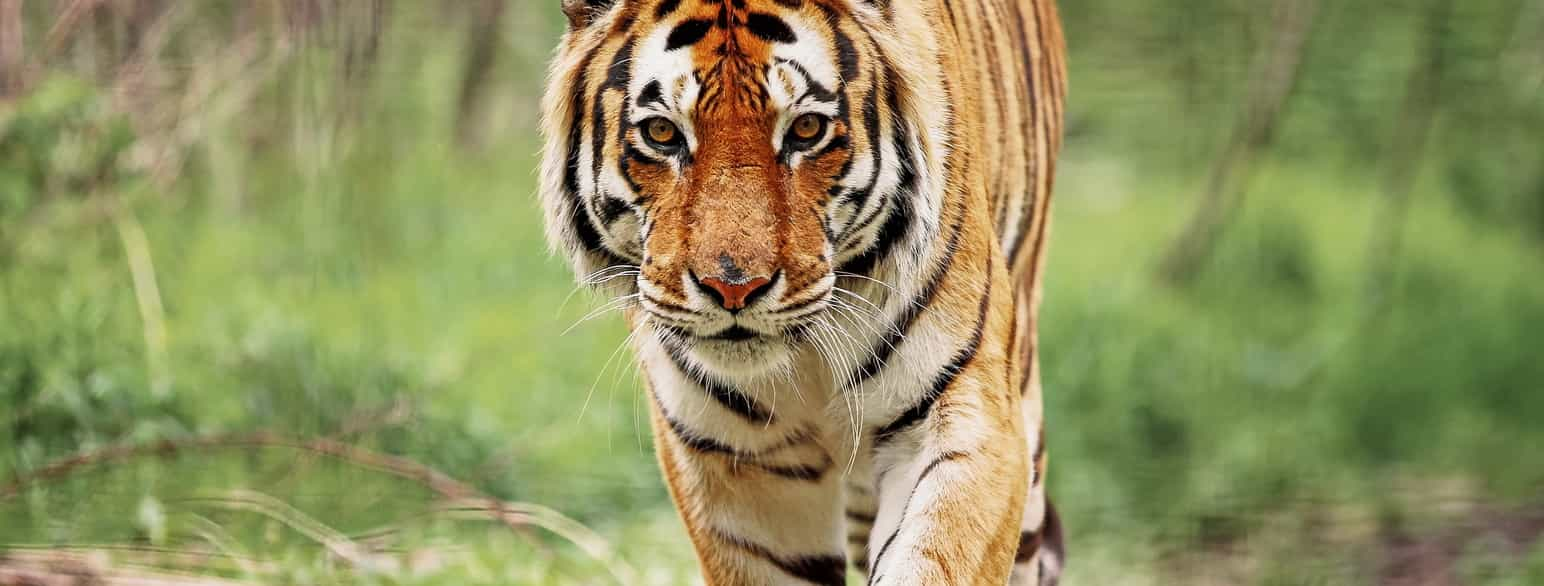 Bengaltiger