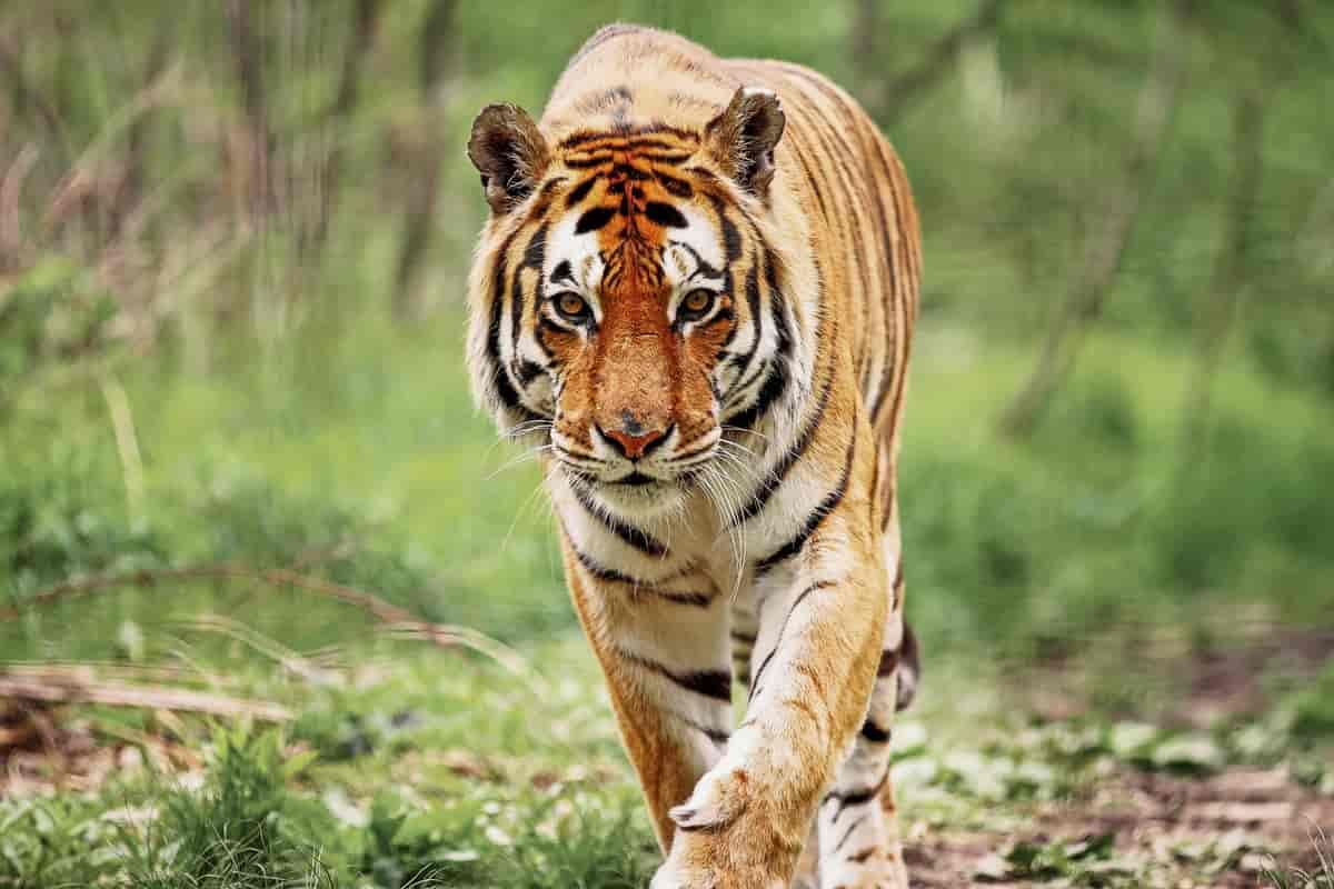 Bengaltiger