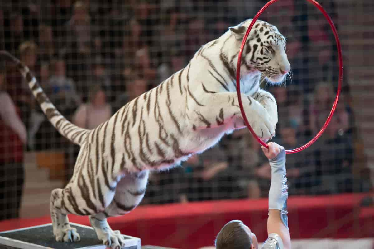 Tigershow