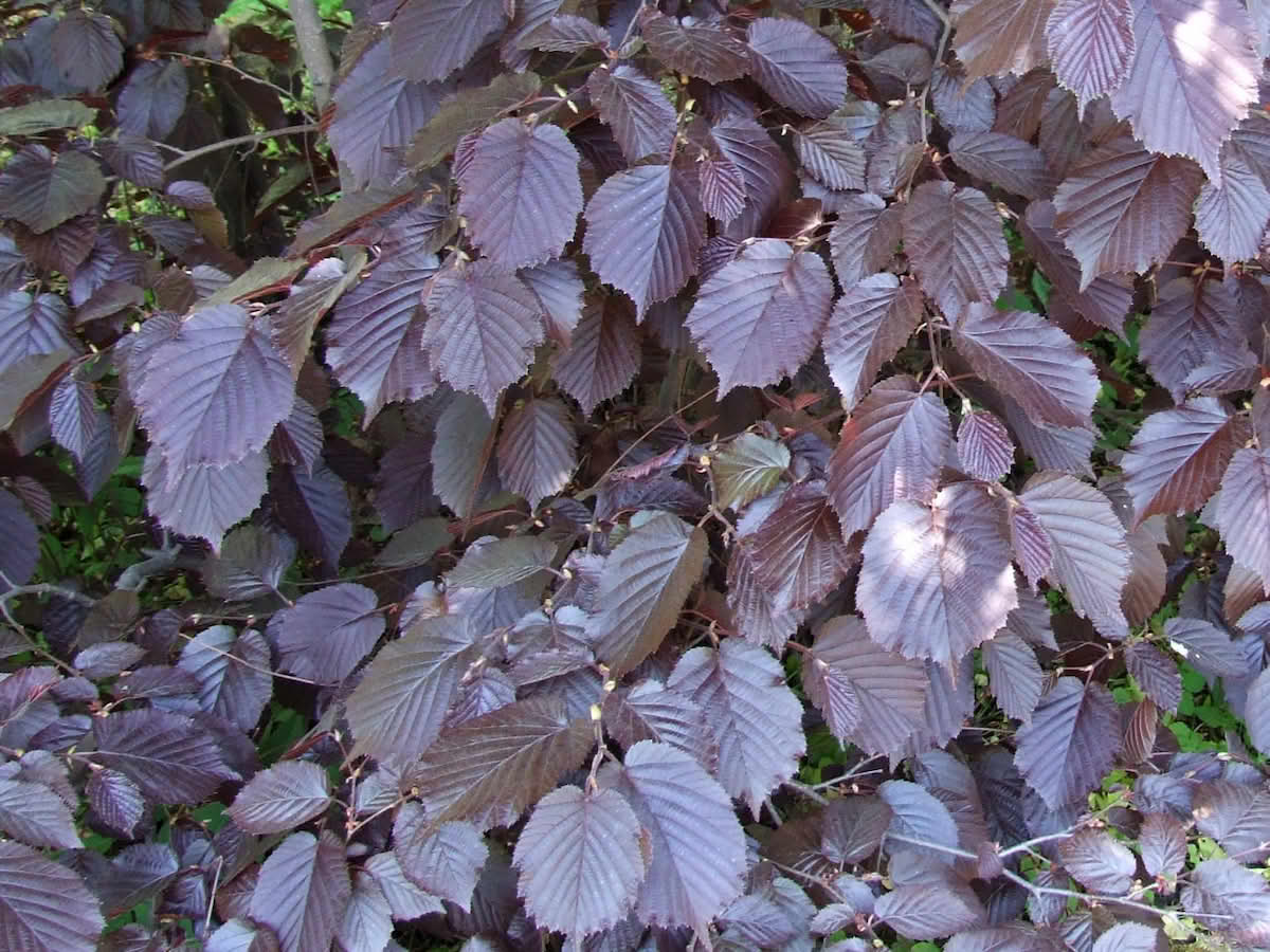 Blodhassel Corylus maxima Purpurea