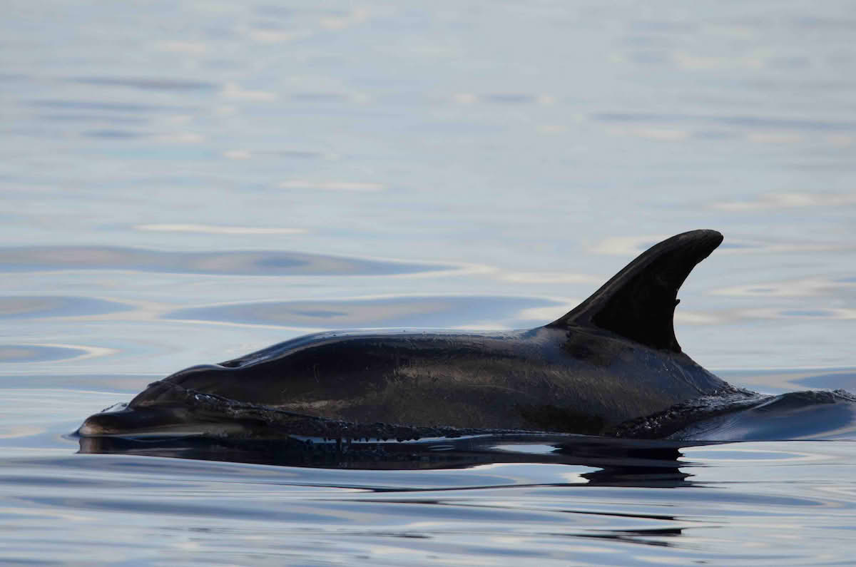 Tursiops truncatus