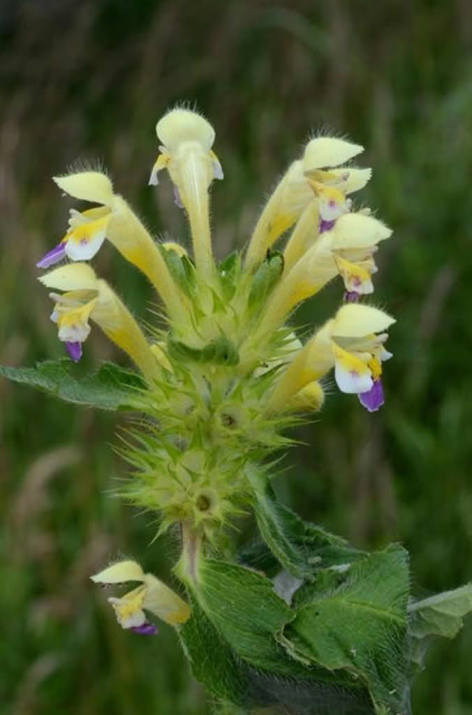 Galeopsis speciosa