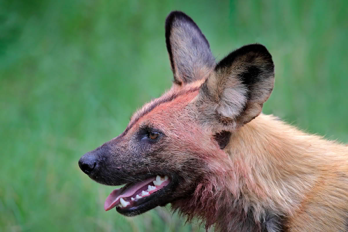 Afrikansk villhund