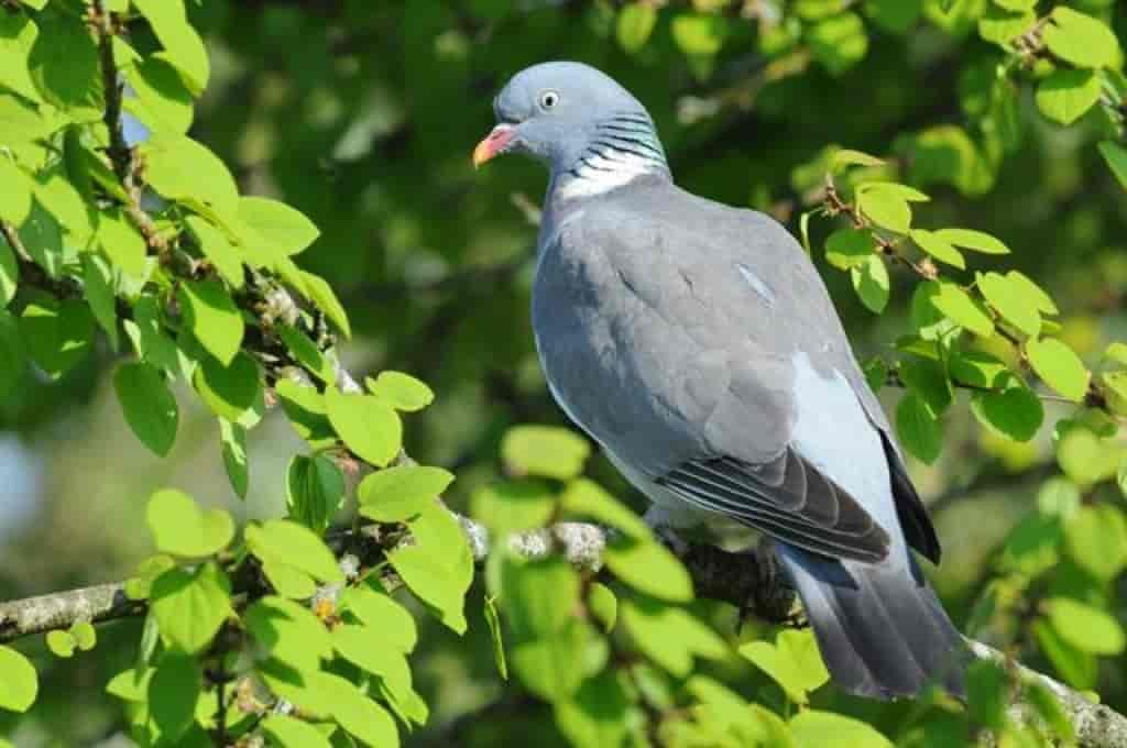 Columba palumbus