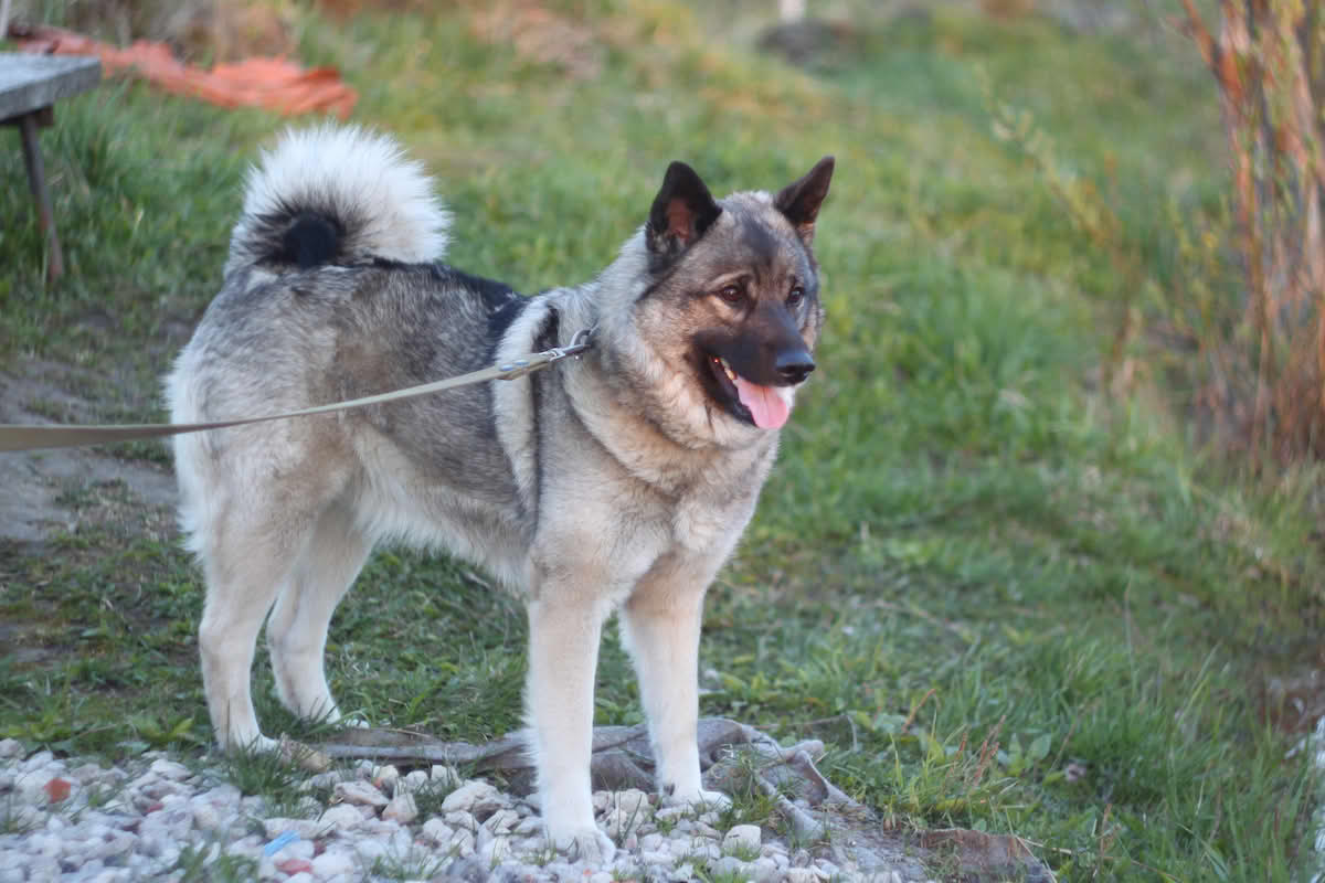 Norsk elghund grå