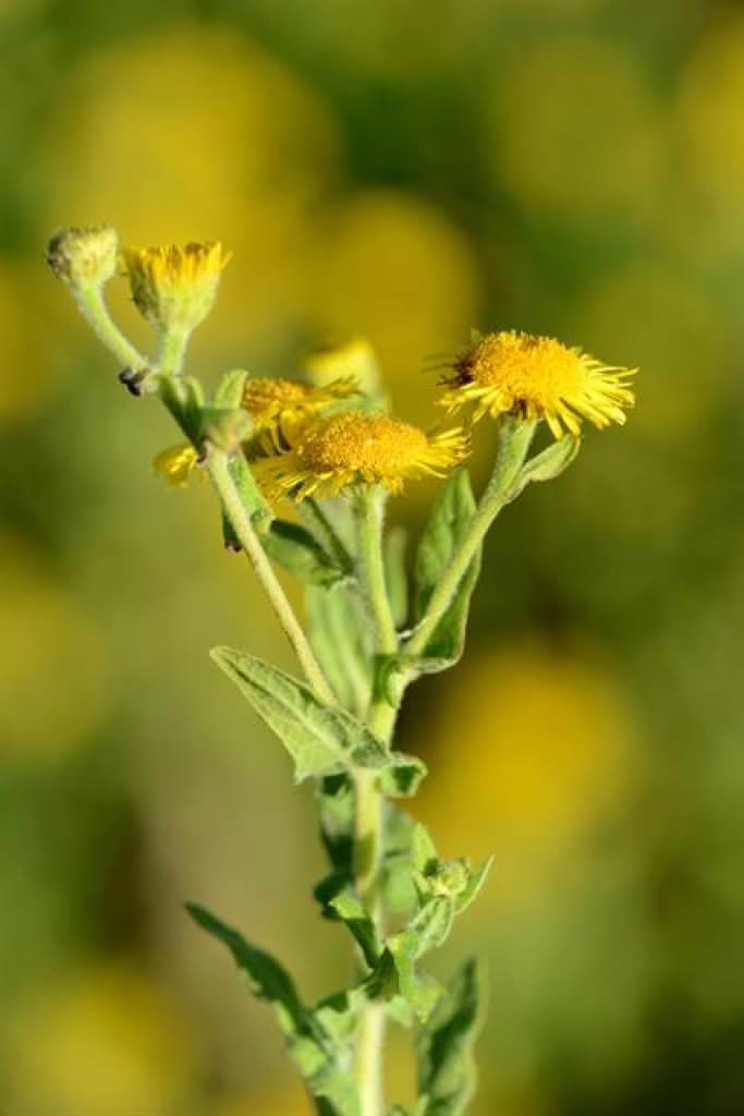 Pulicaria dysenterica