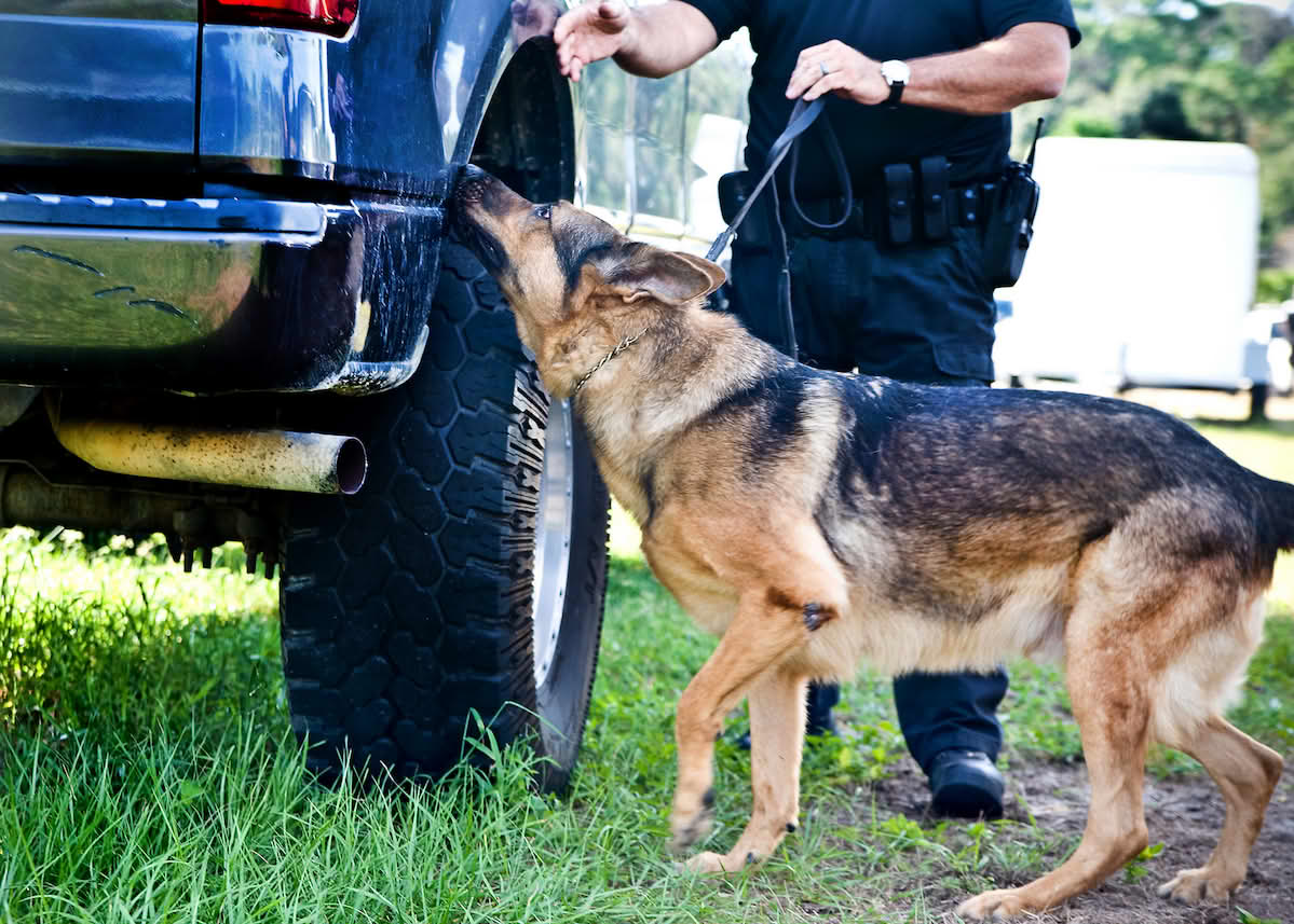 Narkotikahund.