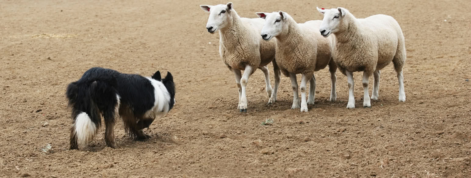 Border collie gjeter sauer