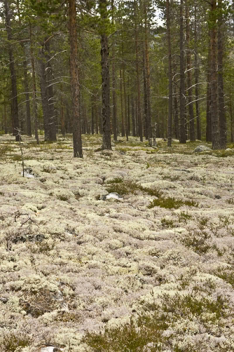 På områder med mye lav vil boniteten være låg