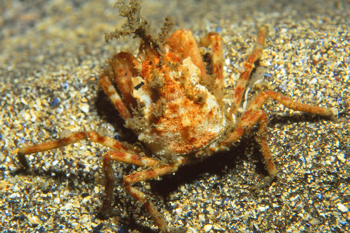 Sandpyntekrabbe