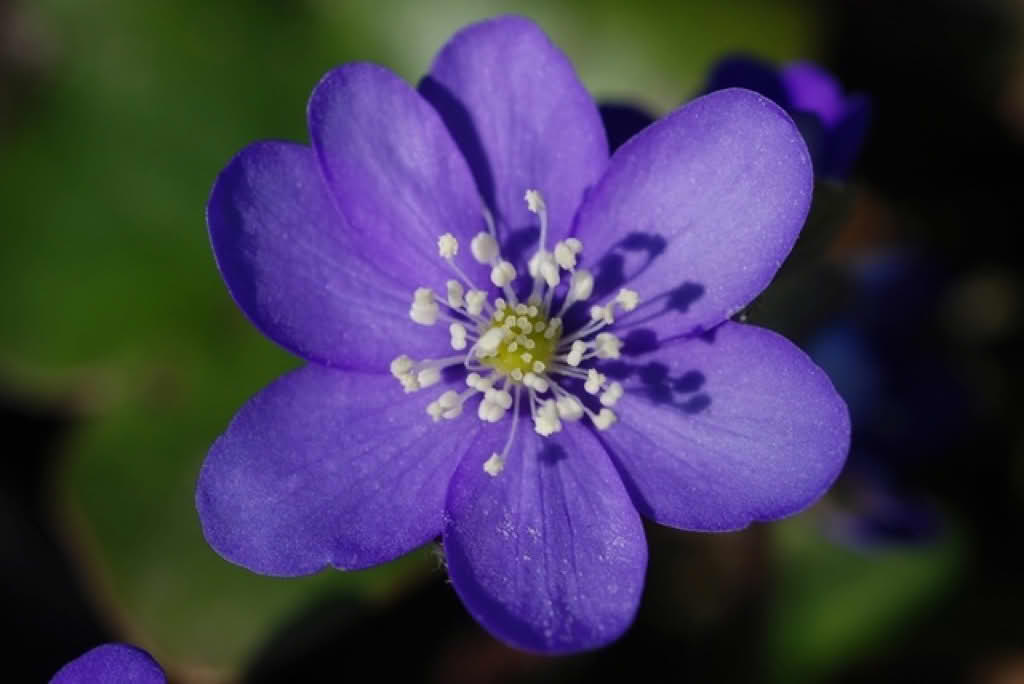 Hepatica nobilis