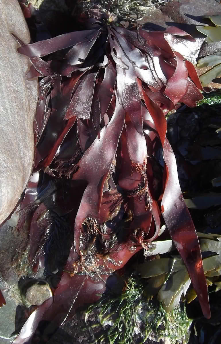 Palmaria palmata