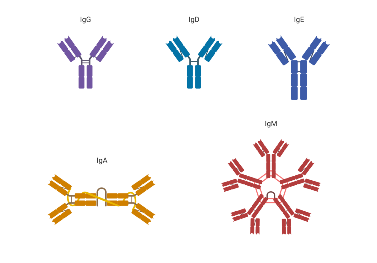 Immunglobulinklasser