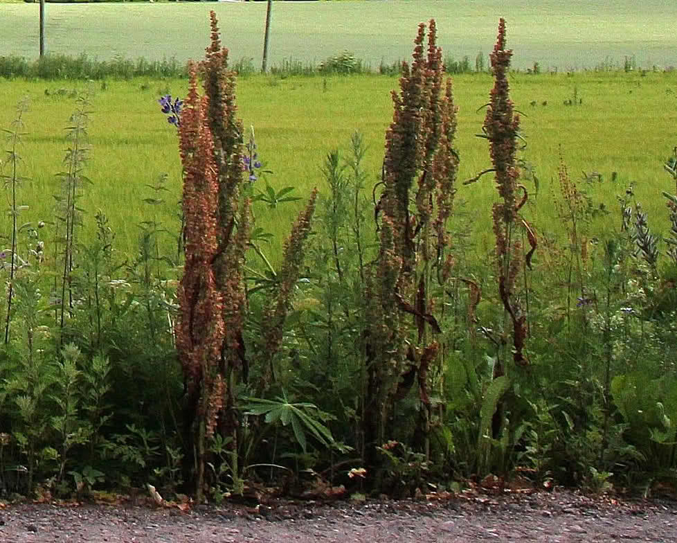 Rumex longifolius vegkant