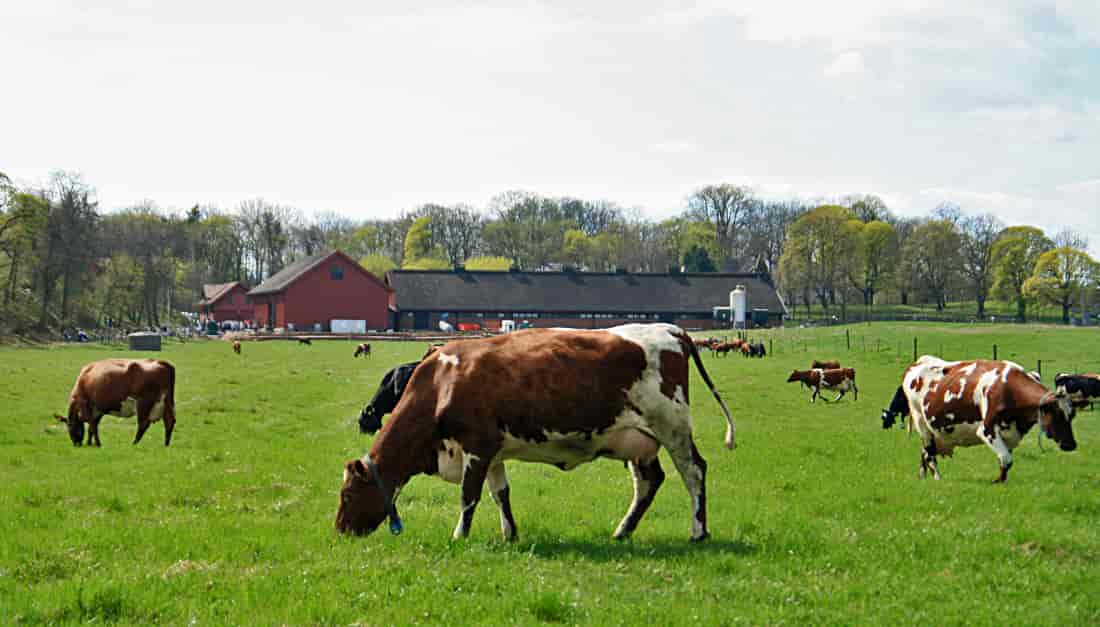 Kongsgården