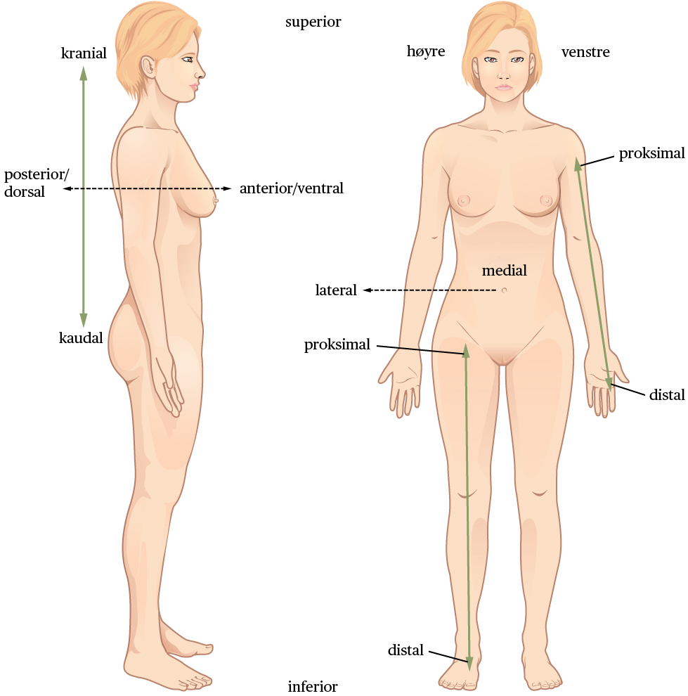 Anatomisk orientering