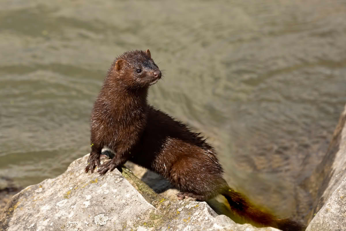 Mink