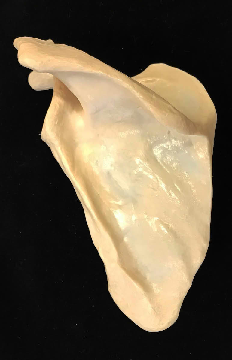 Skulderblad