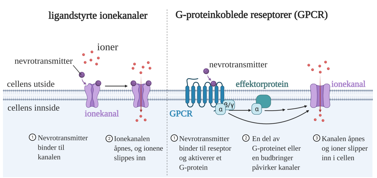 Nevrotransmitterkanaler