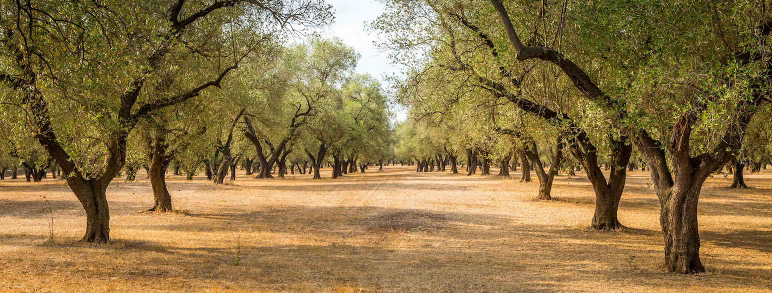 Olivenlund, Puglia, Italia