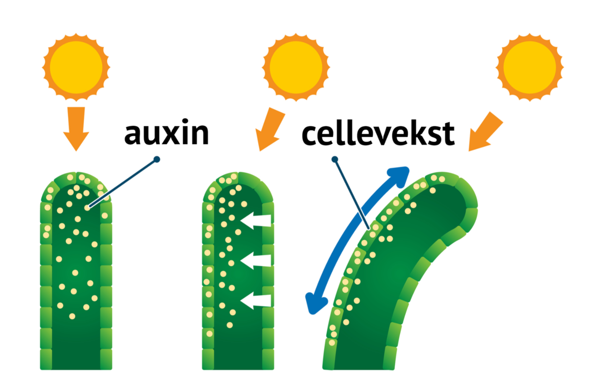 Auxiner