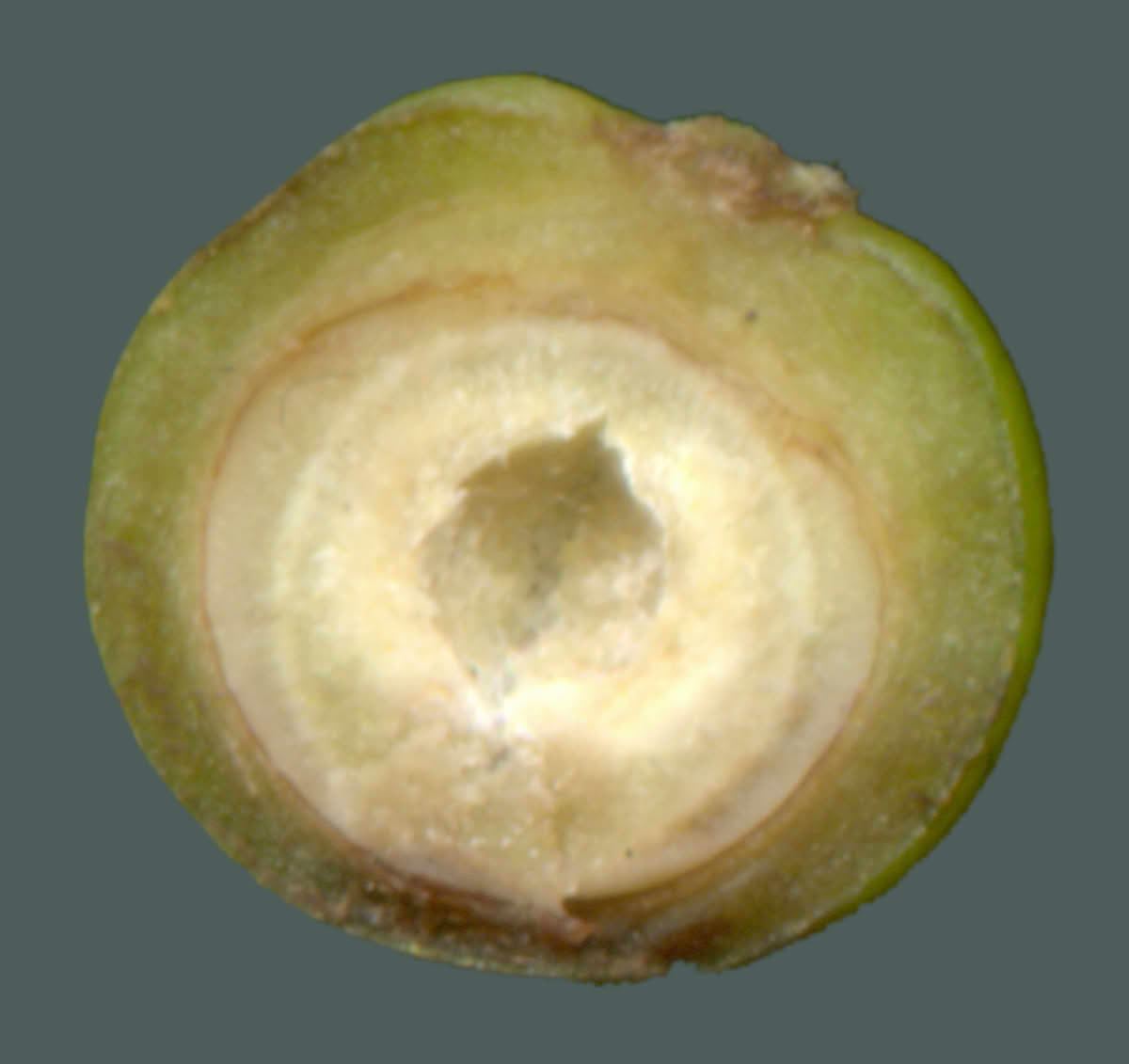 Overskåret frø hos Piper nigrum, svartpepper.