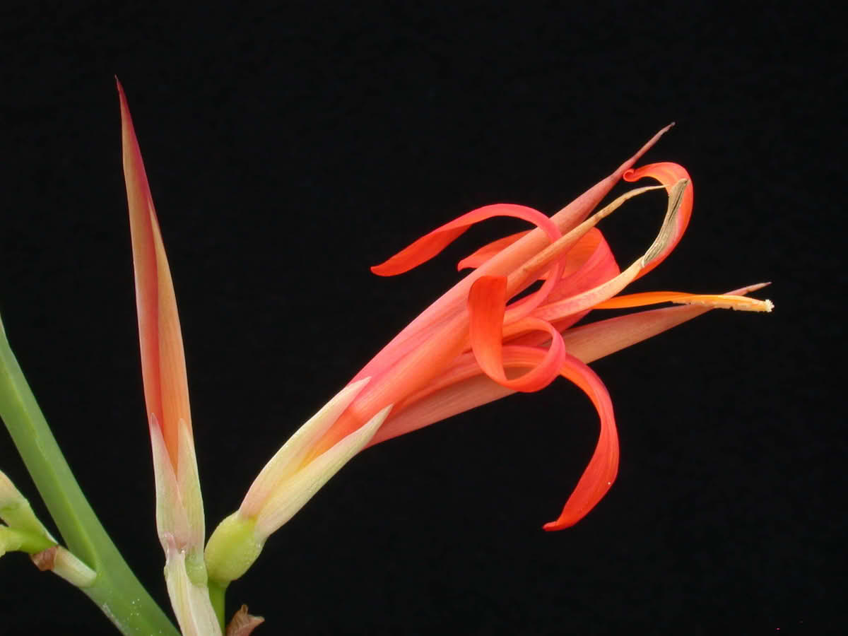 Canna tuerckheimii.