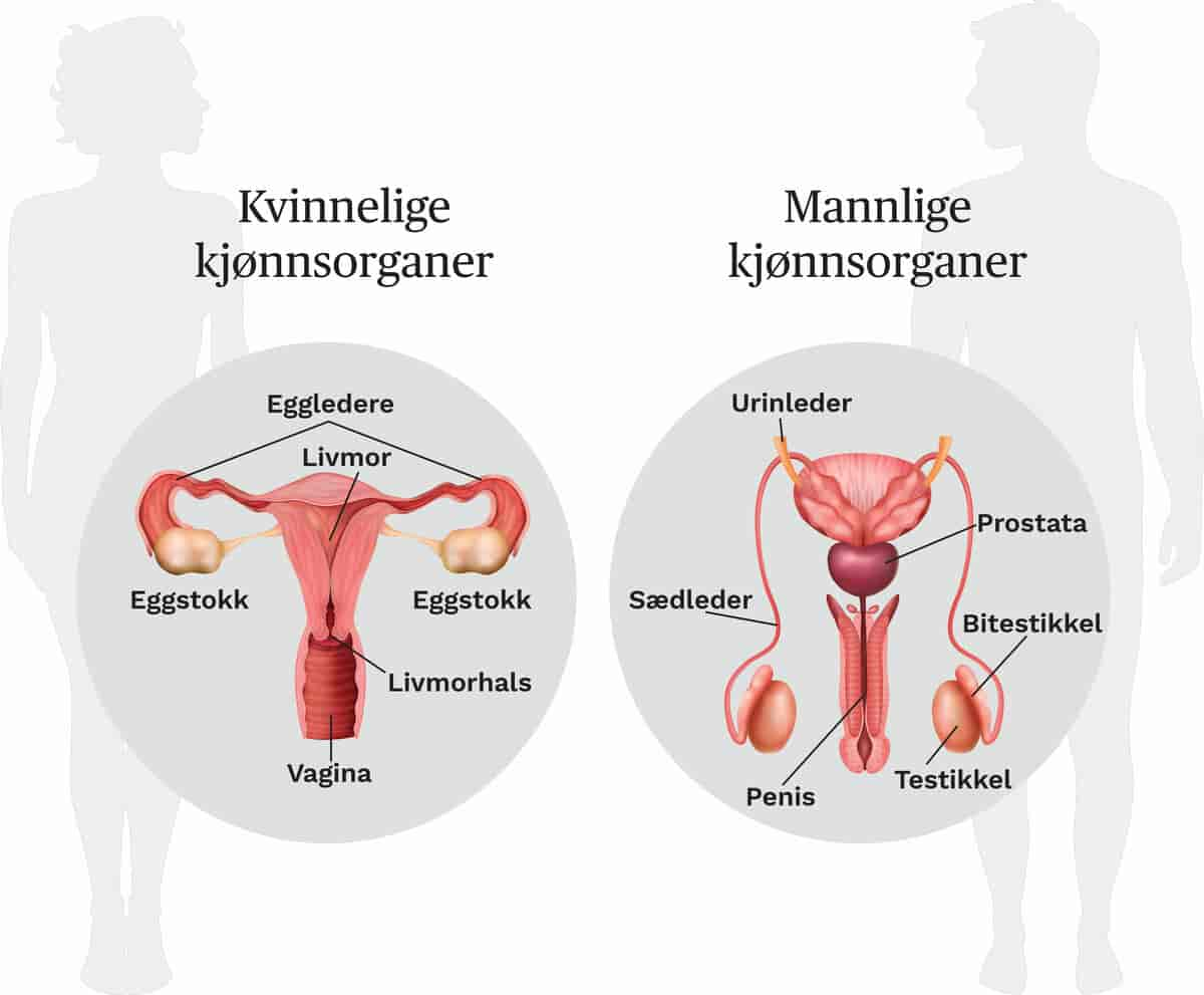 Kjønnsorganene