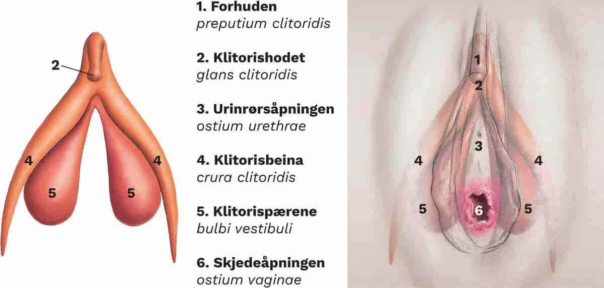 Klitoris