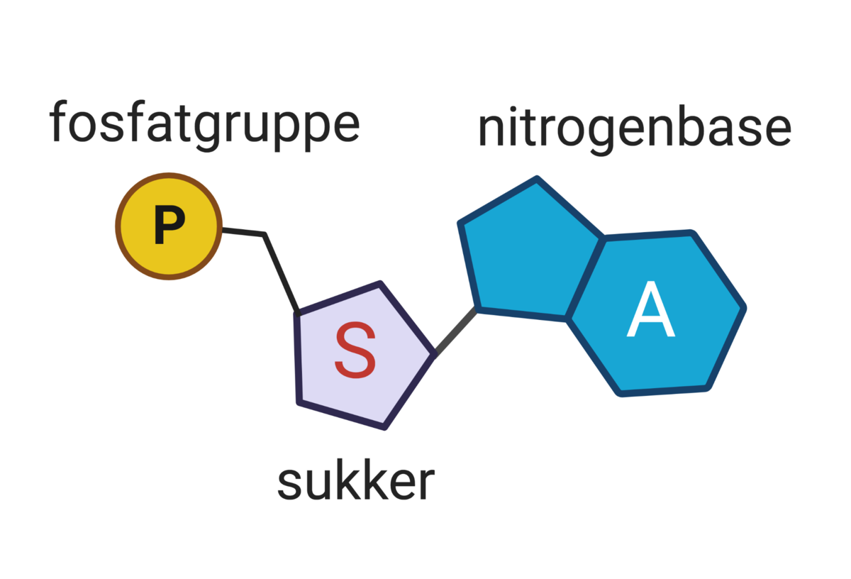 Nukleotid