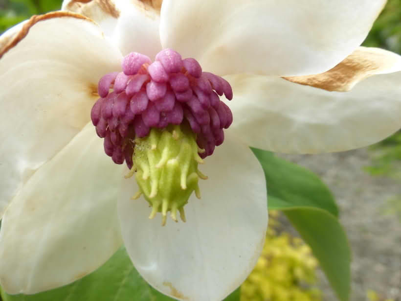 Blomst hos Magnolia sieboldii, sieboldmagnolia.